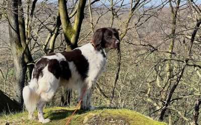 Jagdhundeausbildung im Hegering