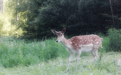 Impressionen Rehwild, Damwild, Rotwild