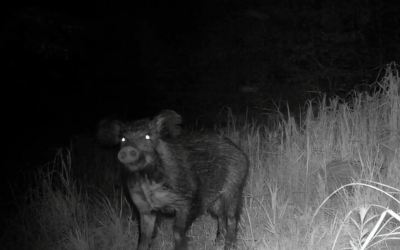 Vortrag: Die Afrikanische Schweinepest (ASP): Ursachen, Erkennung, Bekämpfung und aktueller Stand. Ein Update für Jäger.