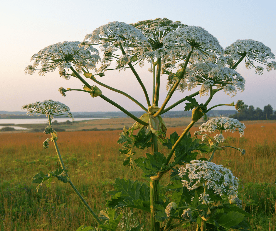 Herkulesstaude